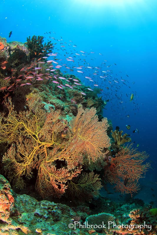 Beqa Lagoon, Fiji - Aquaventure Dive & Photo Center