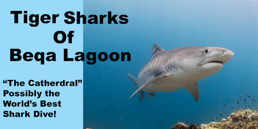 tiger sharks of beta lagoon